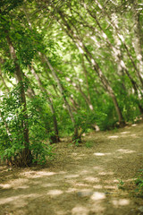 Fototapeta na wymiar road in the forest, path, green park