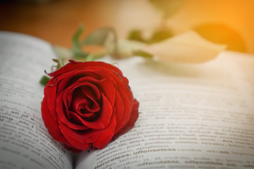 Red roses on books, love concepts and books