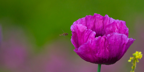 Dwarf bread seed poppy with a small bee hovering in mid-air approaching it. 