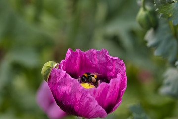 Dwarf bread seed poppy with a bee inside - side view of bee