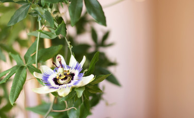  Passiflora cincinnata flower on green background