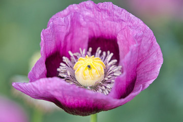 Dwarf bread seed poppy with a small insect inside.