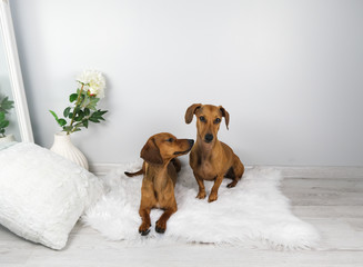 Studio shot of dachshund puppy and old dachshund on the white carpet.