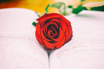 Red roses on books, love concepts and books