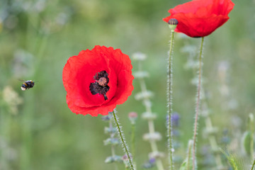 red poppy in the field, with a bee flying towards it.