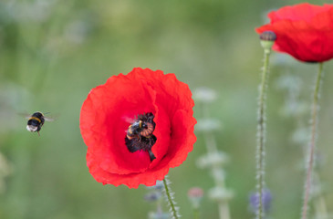 red poppy flower with a bee in the flower and another in mid air