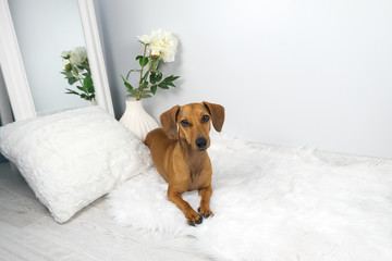 Studio shot of dachshund on the white carpet