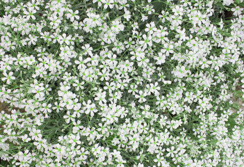  Floral white wall with coarse flowers and green leaves. Lush blooming spherical flowers
