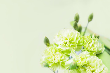 Beautiful delicate light green carnations on a pale green background, copy space