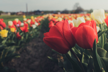Ścieżka w polu pełna pięknych, kwitnących kolorowych tulipanów na drodze pełnej kwiatów, romantyczne miejsce - obrazy, fototapety, plakaty