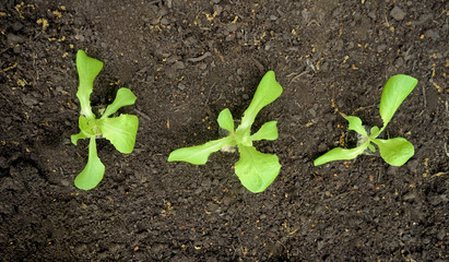 Junge Salatpflanzen (Setzlinge) in Erde des Gemüsebeets gepflanzt