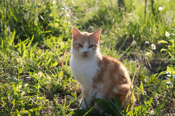 Naklejka na ściany i meble Ginger cat in the grass in the sun. Fluffy cat in the yard on a warm summer evening at dusk