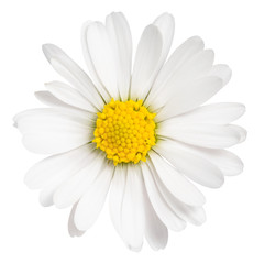 Daisy flower isolated on white background. Сhamomile isolated