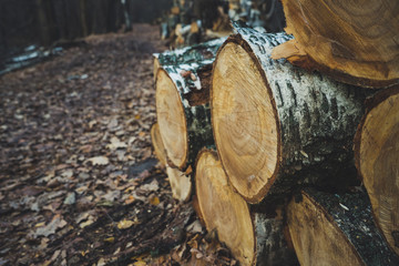 Old sawn trees in the forest