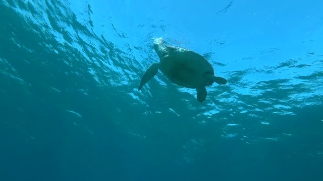 Young Sea turtle eats green sea grass on a sandy bottom, on background is blue water with sun rays. Camera zooming. Green Sea Turtle (Chelonia mydas) Red Sea, Egypt