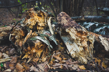 A pile of rotten fallen trees