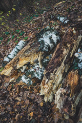 A pile of rotten fallen trees