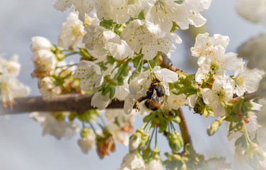 Cherry blossom spring flowers 