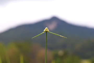 wind turbine in the grass