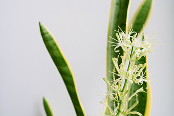 Fototapeta premium Sansevieria Trifasciata, snake plant, mother-in-laws tongue tree with flowers