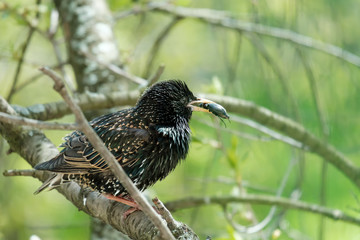 Common starling with a beetle in its beak sits on a branch. Feeding the chicks, raising offspring. Close-up.