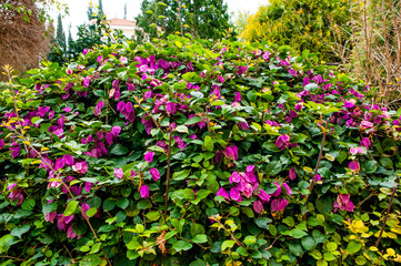 Fototapeta na wymiar Decorative shrubs and flowers are a traditional decoration of gardens, streets, terraces and balconies of residents of Cyprus. Plants are planted in the ground or in huge pots. 