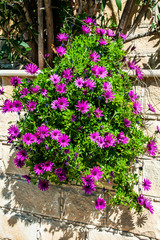 Decorative shrubs and flowers are a traditional decoration of gardens, streets, terraces and balconies of residents of Cyprus. Plants are planted in the ground or in huge pots.  