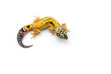 The common leopard gecko isolated on white background 
