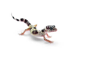 The common leopard gecko isolated on white background 