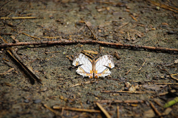 Conceptual photo of a dead butterfly on the ground showing life and death balance and harmony in the wild