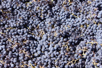 Close up of a pile of fresh wine grapes gathered in the vineyard at harvest