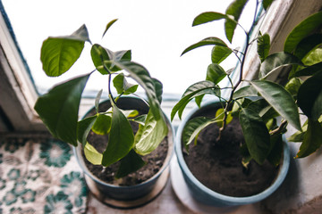 two pots on the windowsill in the greenhouse with green plants, planting, gardening