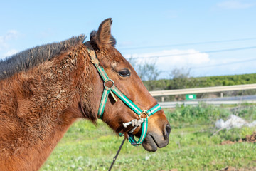 Obraz premium Closeup to the head of a brown horse