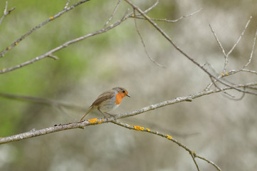 European robin sitting in the grass on meadow 