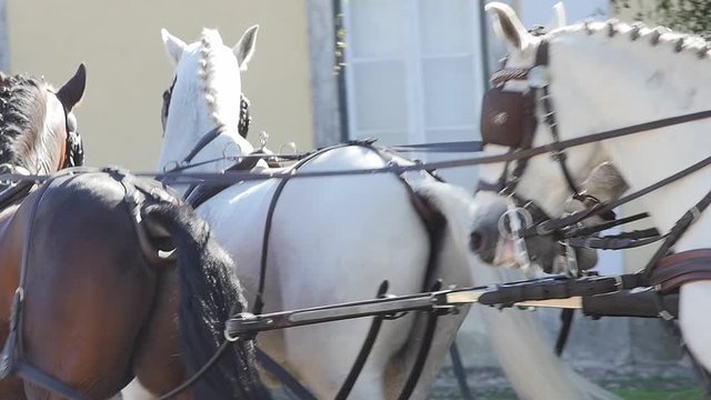horses pulling carriage slow motion