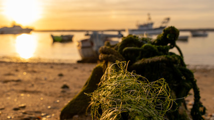 Fototapeta premium Moldy capes of green color