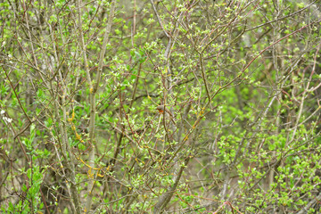 European robin watching and looking for food in the grass on meadow