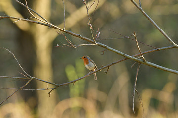 European robin sitting in the grass on meadow 
