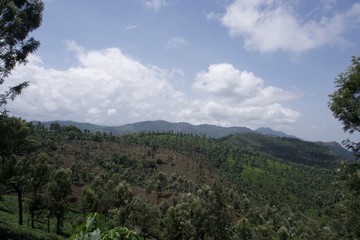 Tea garden with blue sky
