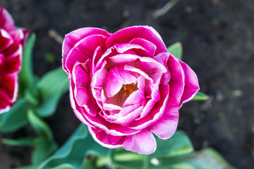Pink tulip growing in spring garden top view