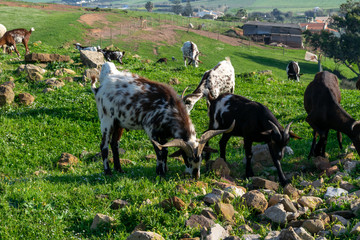 Fototapeta premium Goats grazing green grass free