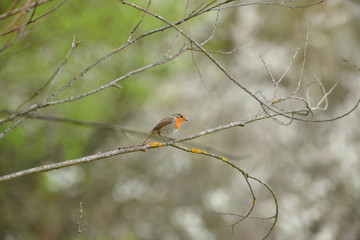 European robin watching and looking for food in the grass on meadow