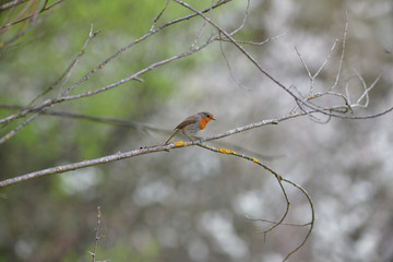 European robin sitting in the grass on meadow 