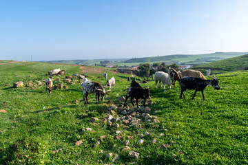 Naklejka na ściany i meble Goats grazing green grass free