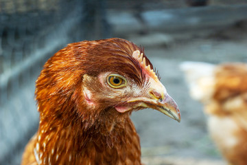 Close up of brown hen face, side view