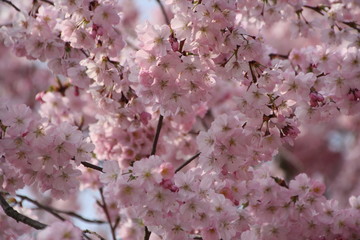 Obraz premium Blüte