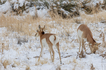 Pronghorn Antelope in Winter in Utah