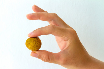 Longan Fruit Berry in Hand