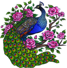 Vector Color Flowers Peacock Illustration