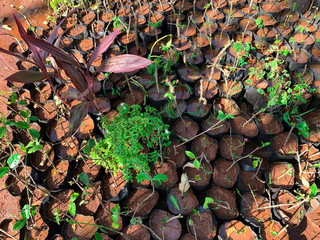 Organic Pisonia, Bougainvillea glabra, Ti and Hibiscuses plant.